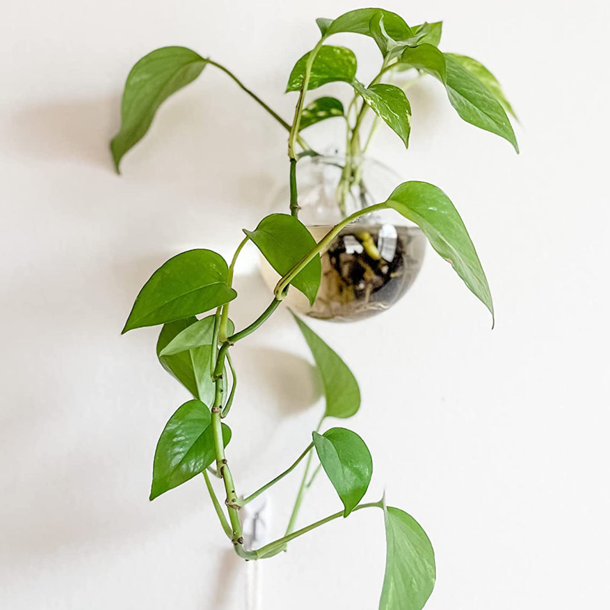 Yarlung removable planter simplifies cleaning and refilling