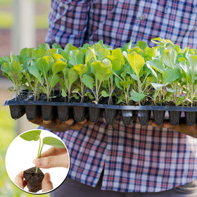Plug design includes a reserved planting hole for seeds or roots
