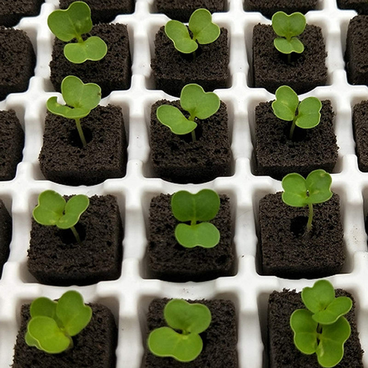 Suitable for indoor and outdoor gardening with hydroponics support