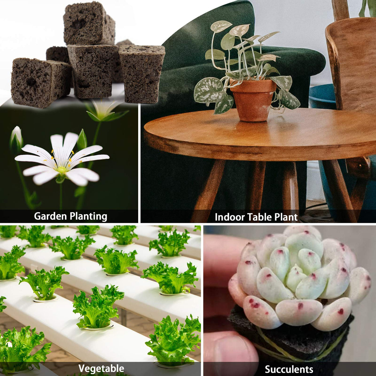 Standard pH plugs with micronutrients promote healthy early growth