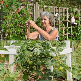 Green outer shell of YDSL tie blends with garden vines and stems