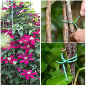 YDSL vines tie for trellising and neat garden organization.