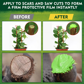 Yeardera bonsai wound care demonstrates safeguarding cuts during shaping.