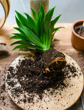 Yecna peat moss used as organic garden amendment to improve soil structure.