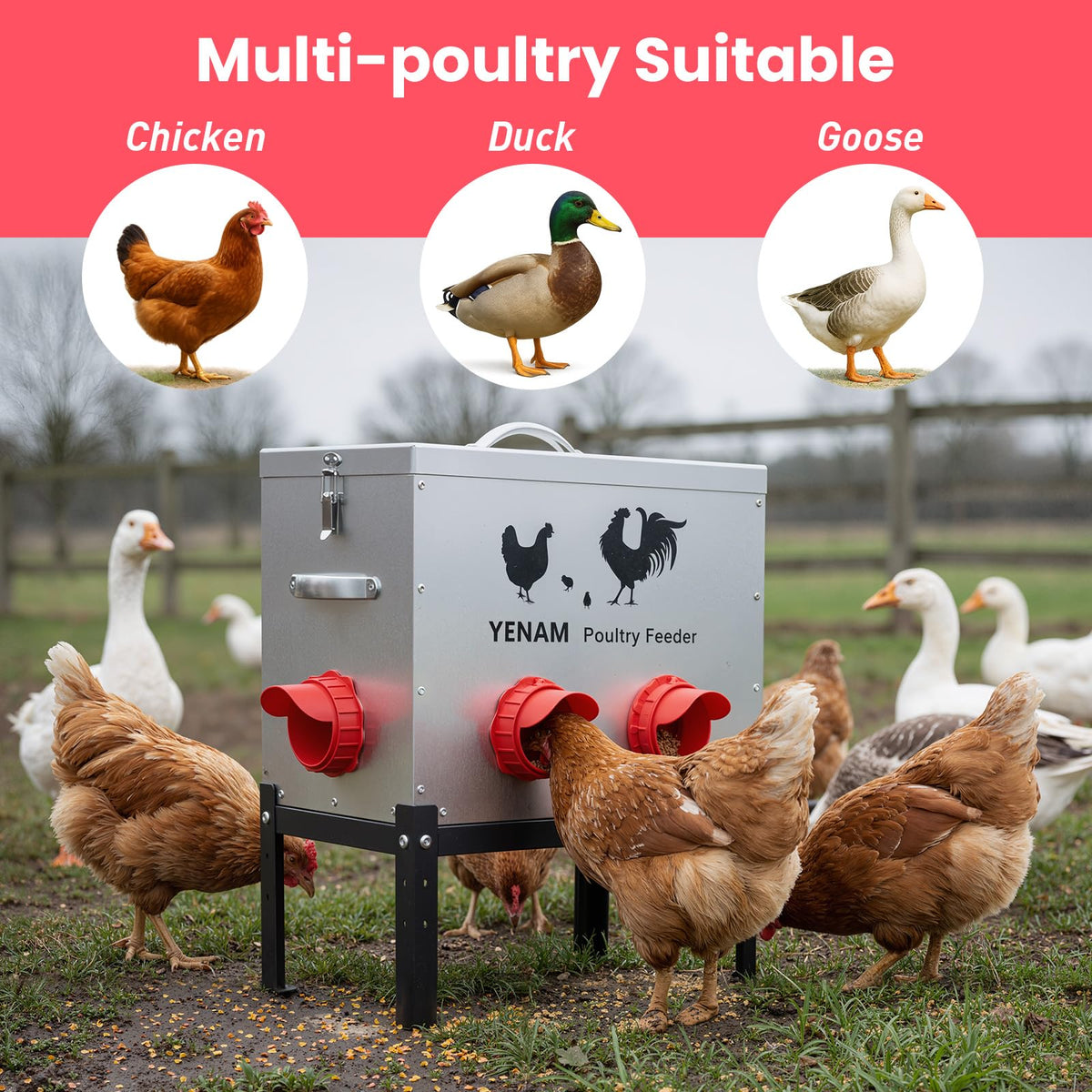 YENAM galvanized metal construction withstands weather and pecking.