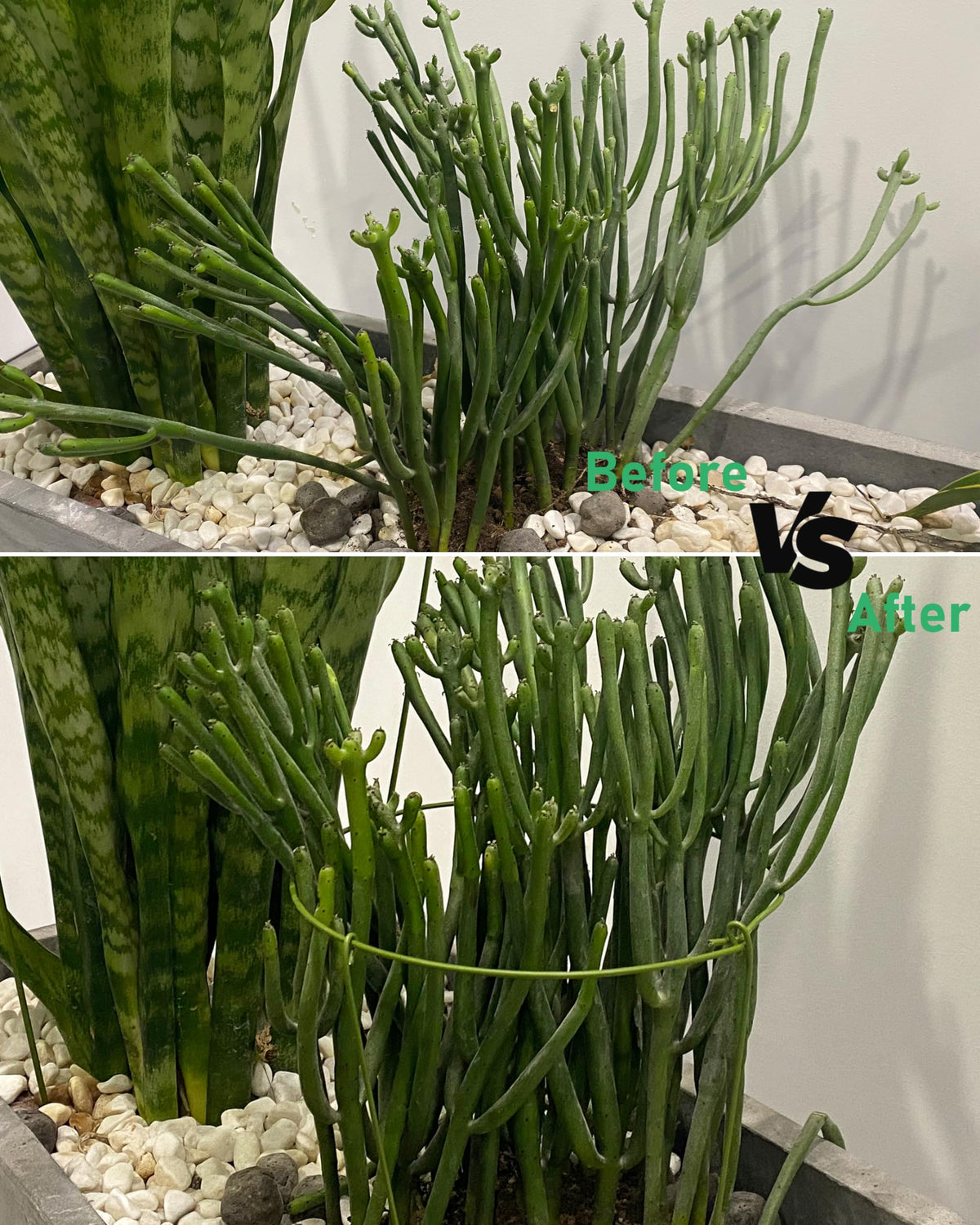 YEOAUM indoor-outdoor use for versatile balcony or greenhouse plant care.