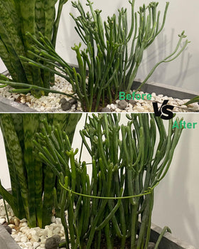 YEOAUM universal ring system adapts to orchids and vegetables