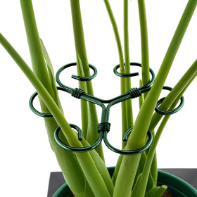 Yeomant monstera-support-stake-green metal provides stable upright growth for indoor plants