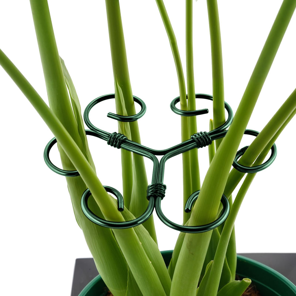 Yeomant monstera-support-stake-green metal provides stable upright growth for indoor plants