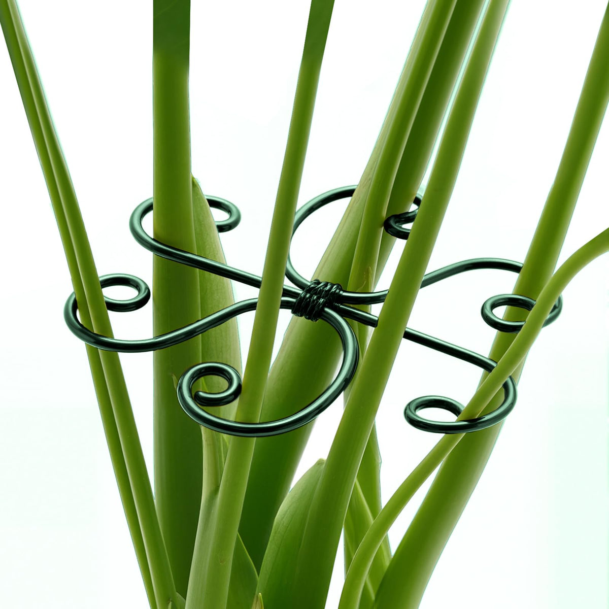 Yeomant monstera support with turtle-shell clamp stabilizes climbing stems