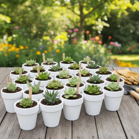 YESIACE 24-pack white terracotta pots set arranged for cohesive garden projects.