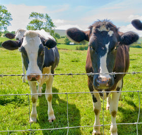 YESON livestock use in a yard demonstrates reliable perimeter protection.
