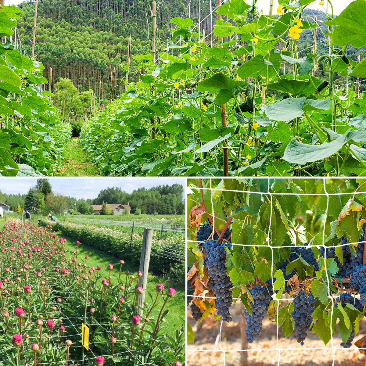 Durable trellis netting from YHmall suitable for a wide range of garden crops