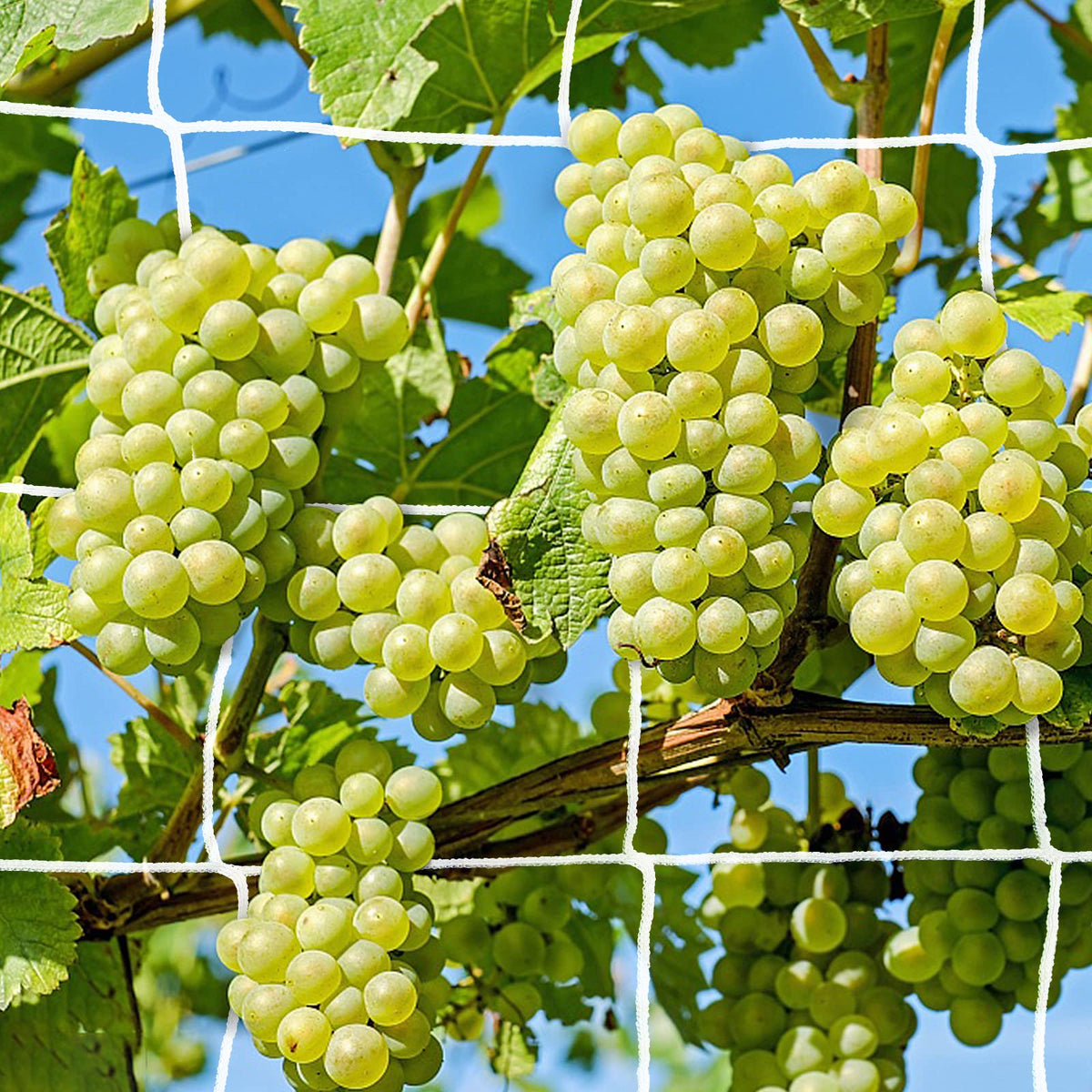 Easy-install plant netting ready to wrap around stakes or frames