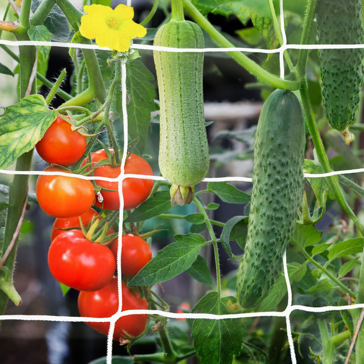 YHmall trellis netting with 6-inch square mesh for sturdy climbing plant support