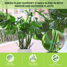 Yhtpouqe monstera setup using stakes for upright growth