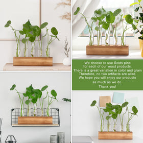 Perfect for propagating herbs like mint and basil at your desk.