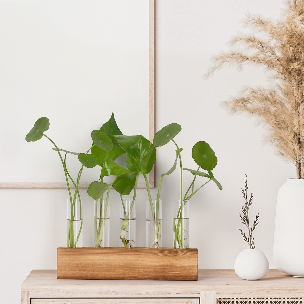 High boron silicon glass tubes are sturdy for long-lasting plant propagation.