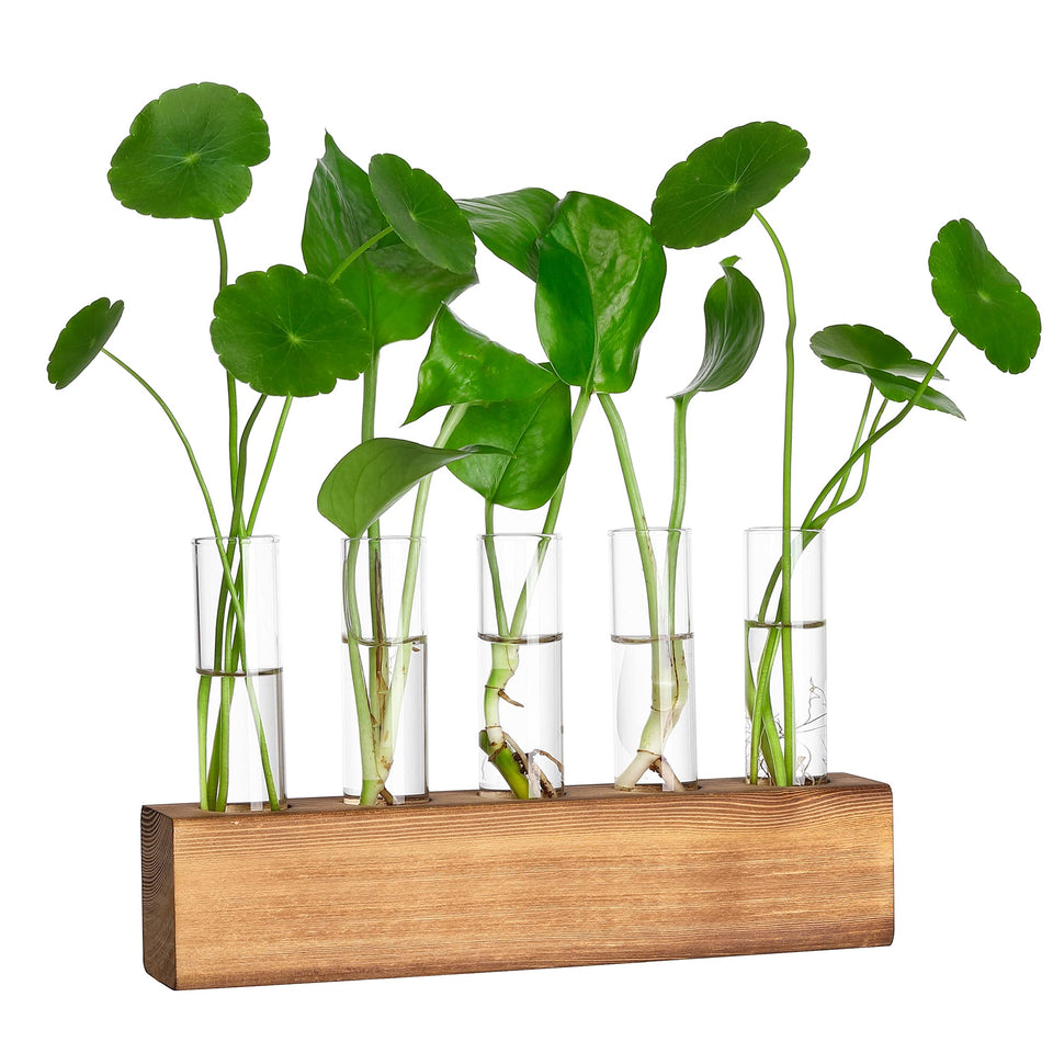 YIBOT propagation station with wooden stand for chic desk plant propagation.