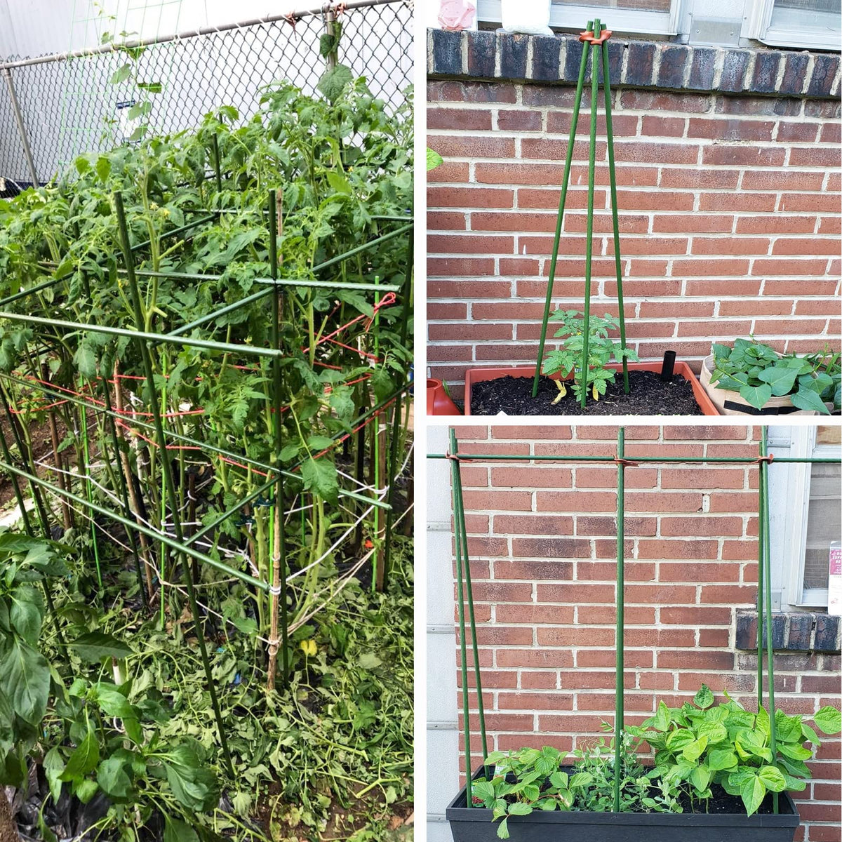 YIDIE eggplant stake stabilizes heavy fruiting plants in garden beds