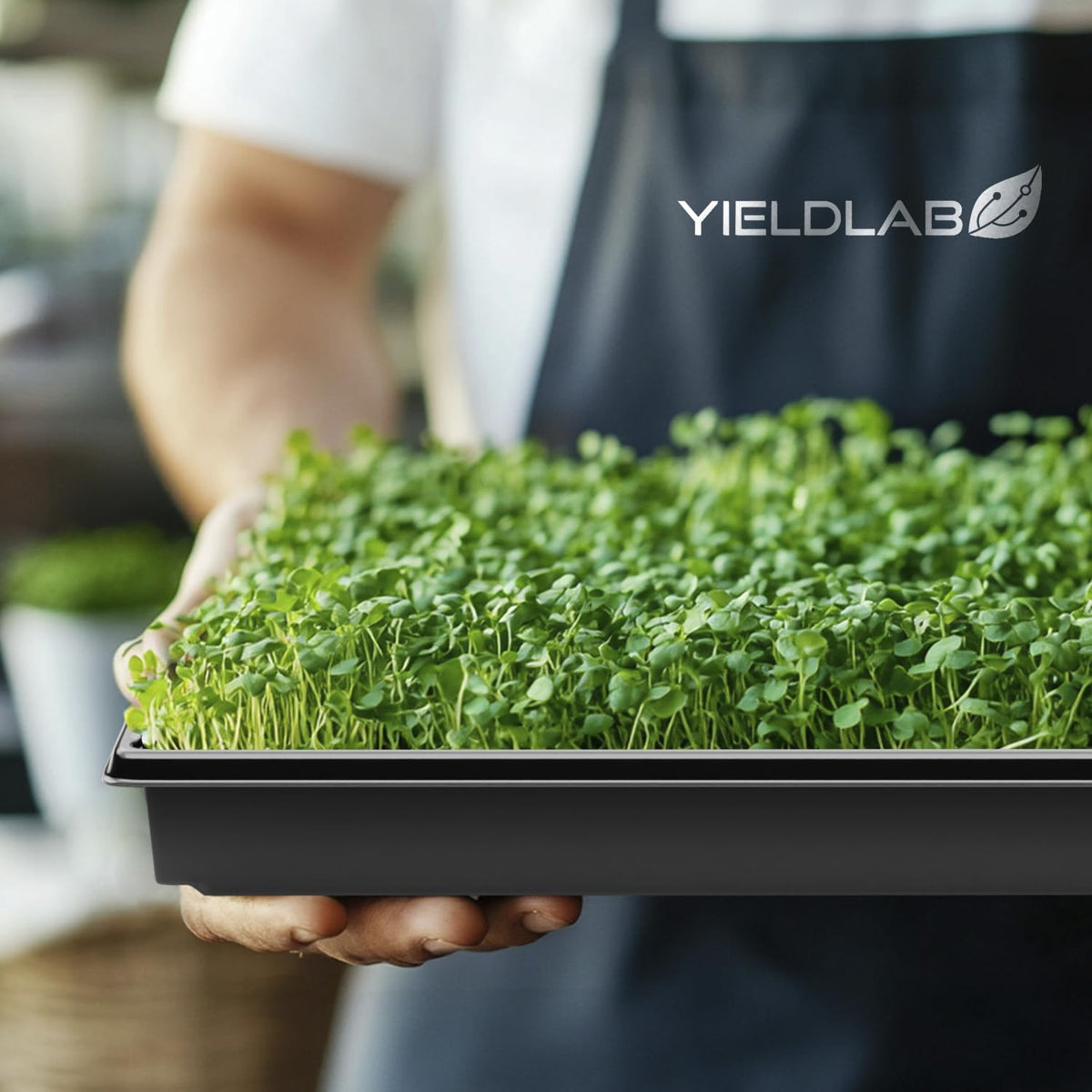 Yield Lab 8-inch dome pairing with tray enhances humidity for germination.