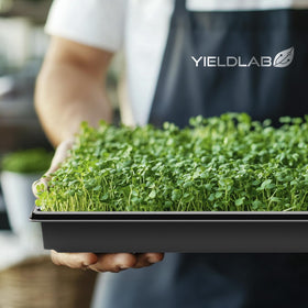 Yield Lab 8-inch dome pairing with tray enhances humidity for germination.