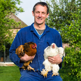 YIFULOWA hens relax with calming herbs in nest area.