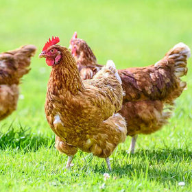 YIFULOWA safe for all livestock, easy to use around nesting areas.