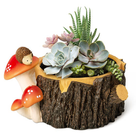 Yiiwinwy hedgehog succulent pot with drainage hole supports healthy root airflow