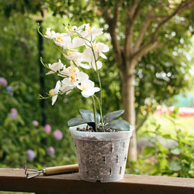 YIKUSH transparent orchid pots reveal roots while ensuring moisture checks.