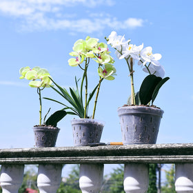 YIKUSH transparent design allows sunlight to reach roots.