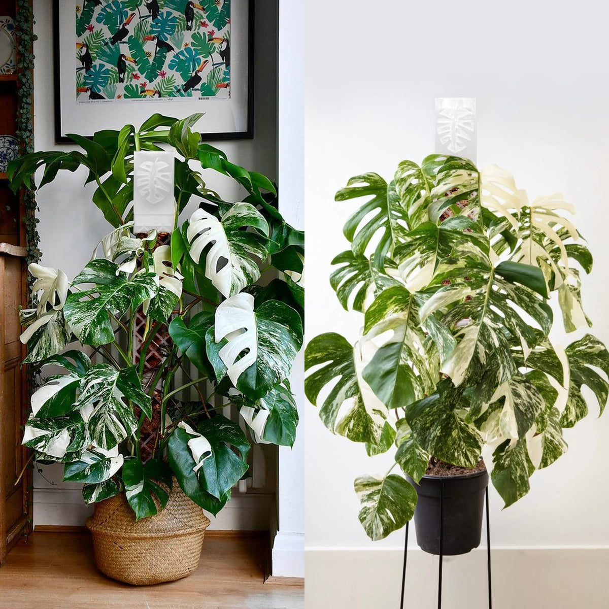 Yioviru gift-ready plant support kit ideal for plant lovers