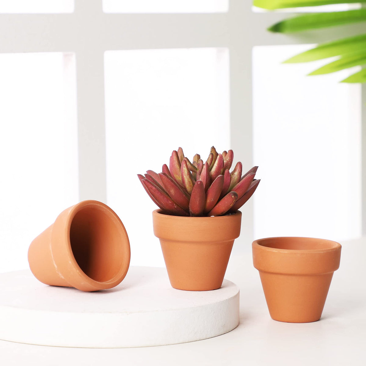 Yishang 12-pack tiny planters for gifts and home decor