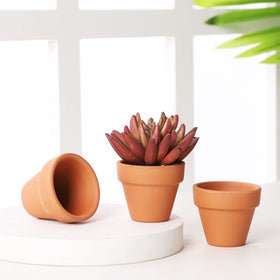 Yishang 12-pack tiny planters for gifts and home decor