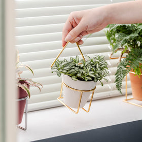 Yishang mini pot collection demo for home decor and small plants.