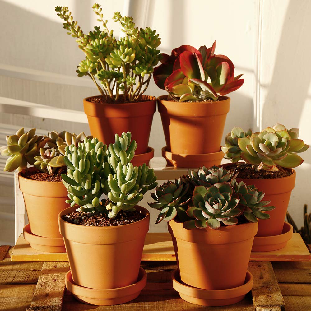 Yishang Terra Cotta pots with natural texture ideal for crafts and decor