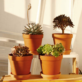 Yishang terracotta pot outdoors, ideal for sun-loving herbs.