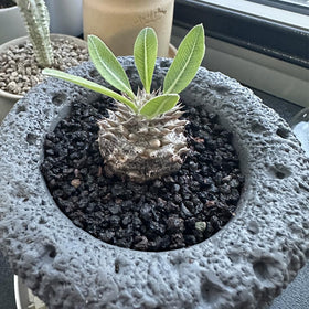 YISZM 2lb pack of black lava rocks for multiple planters.