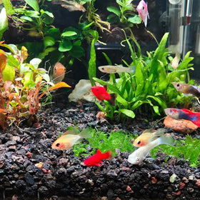 YISZM lava rocks used as aquarium decor in appropriate setups.