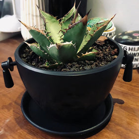 YISZM lava rocks suitable for both indoor and outdoor planters.