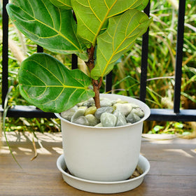 YISZM Jade pebbles in a birdbath as outdoor accents