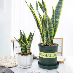 YISZM versatile additive boosts soil drainage for succulents and cacti