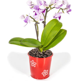 YISZM succulent hydroponics media promotes drainage and light root development.