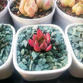 YISZM fairy garden pebbles create playful, vibrant displays.