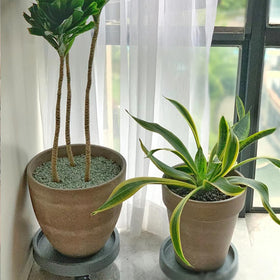 YISZM indoor plant display stones stay durable and long-lasting.