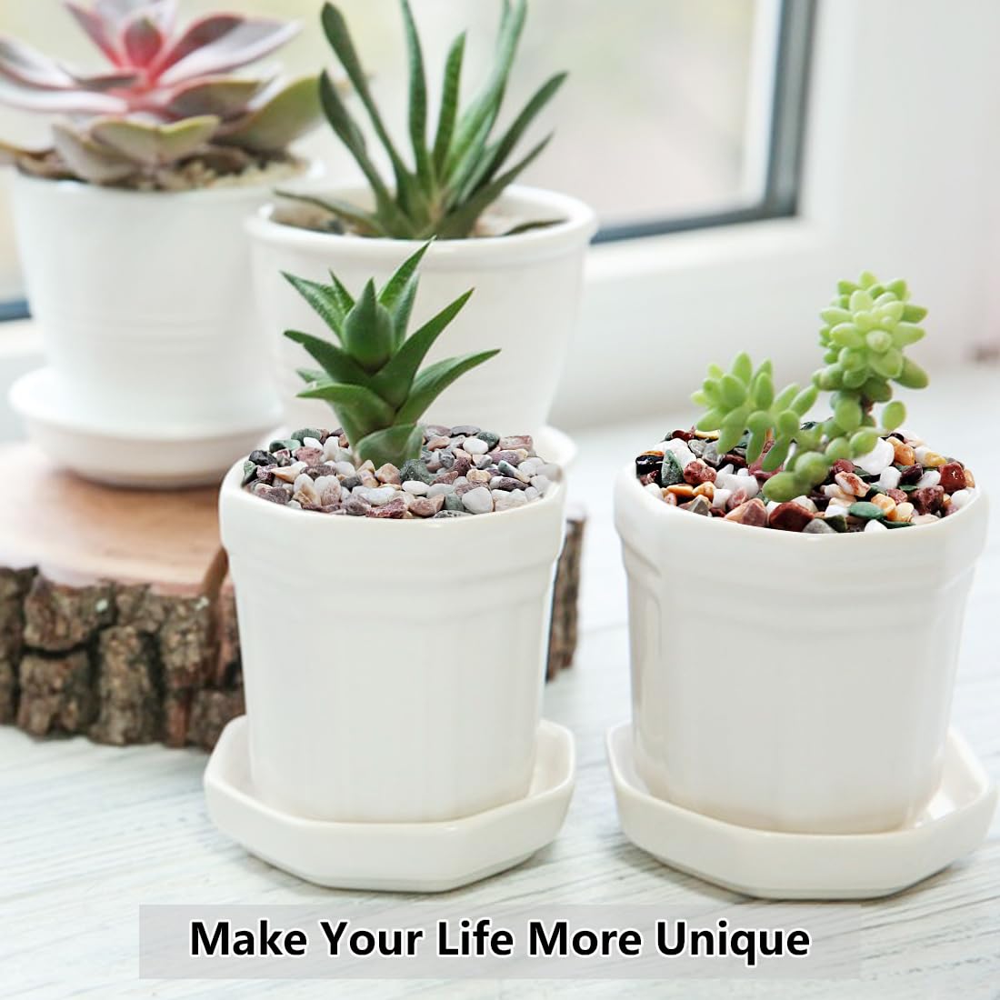 YISZM terrarium top-dressing adds natural texture and protection.