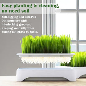 YjiaYjiaY sprouts growing kit with microgreens and cat grass ready.