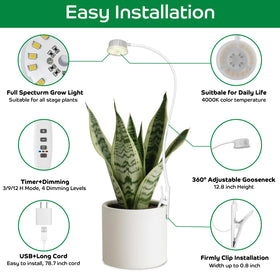 Compact office desk setup showing YKoliron for year-round desk plant care.