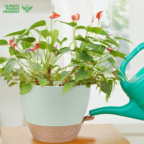 YNNICO modern planter design enhances decor on windowsills, desks, and shelves
