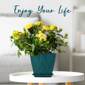 YNNICO 6-inch planter set ideal for succulents and foliage.